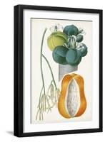 Turpin Tropical Fruit XII-Turpin-Framed Art Print