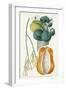 Turpin Tropical Fruit XII-Turpin-Framed Art Print