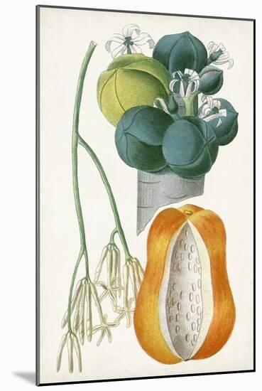 Turpin Tropical Fruit XII-Turpin-Mounted Art Print