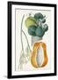 Turpin Tropical Fruit XII-Turpin-Framed Art Print