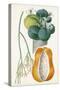 Turpin Tropical Fruit XII-Turpin-Stretched Canvas