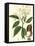 Turpin Tropicals I-Turpin-Framed Stretched Canvas