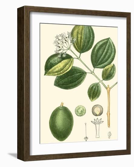 Turpin Tropicals III-Turpin-Framed Art Print