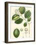 Turpin Tropicals III-Turpin-Framed Art Print