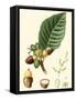 Turpin Tropicals V-Turpin-Framed Stretched Canvas