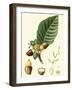 Turpin Tropicals V-Turpin-Framed Art Print