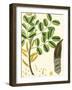 Turpin Tropicals VI-Turpin-Framed Art Print