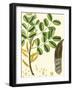 Turpin Tropicals VI-Turpin-Framed Art Print