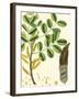 Turpin Tropicals VI-Turpin-Framed Art Print