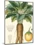 Turpin Tropicals VII-Turpin-Mounted Art Print