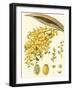 Turpin Tropicals VIII-Turpin-Framed Art Print