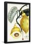 Essential Black