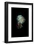 Turquoise and Red Betta-Incado-Framed Photographic Print