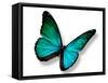 Turquoise Butterfly-suns_luck-Framed Stretched Canvas