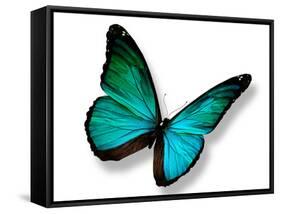 Turquoise Butterfly-suns_luck-Framed Stretched Canvas