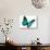 Turquoise Butterfly-suns_luck-Stretched Canvas displayed on a wall