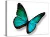 Turquoise Butterfly-suns_luck-Stretched Canvas