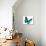 Turquoise Butterfly-suns_luck-Photographic Print displayed on a wall