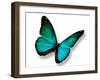 Turquoise Butterfly-suns_luck-Framed Photographic Print