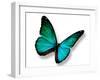 Turquoise Butterfly-suns_luck-Framed Photographic Print