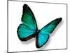 Turquoise Butterfly-suns_luck-Mounted Photographic Print