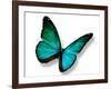 Turquoise Butterfly-suns_luck-Framed Photographic Print