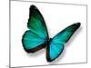 Turquoise Butterfly-suns_luck-Mounted Photographic Print