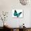 Turquoise Butterfly-suns_luck-Photographic Print displayed on a wall