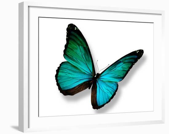 Turquoise Butterfly-suns_luck-Framed Photographic Print