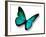 Turquoise Butterfly-suns_luck-Framed Photographic Print