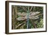 Turquoise Dragonfly-Kirstie Adamson-Framed Giclee Print