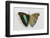 Turquoise Emperor Butterfly, Comparing the Top Wing and Bottom Wing-Darrell Gulin-Framed Photographic Print