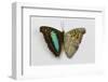 Turquoise Emperor Butterfly, Comparing the Top Wing and Bottom Wing-Darrell Gulin-Framed Photographic Print