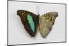 Turquoise Emperor Butterfly, Comparing the Top Wing and Bottom Wing-Darrell Gulin-Mounted Photographic Print