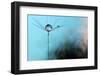 Turquoise Evening-Heidi Westum-Framed Photographic Print