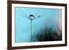 Turquoise Evening-Heidi Westum-Framed Photographic Print