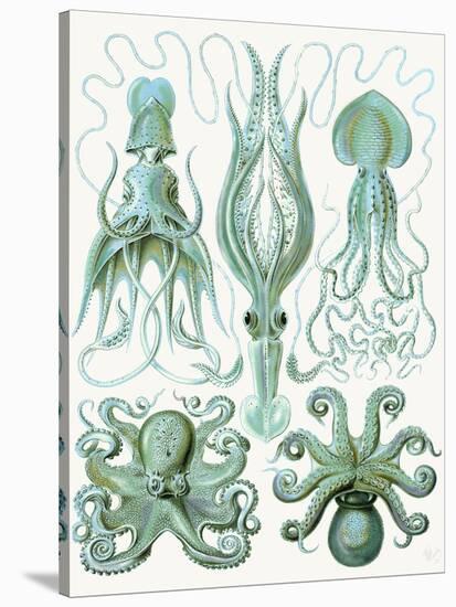 Turquoise Octopus and Squid b-Fab Funky-Stretched Canvas