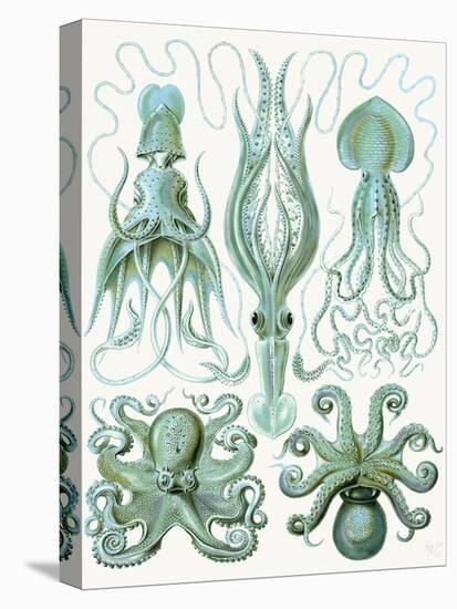 Turquoise Octopus and Squid b-Fab Funky-Stretched Canvas