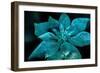 Turquoise Poinsettia For My Darling-Joy Lions-Framed Giclee Print