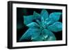 Turquoise Poinsettia For My Darling-Joy Lions-Framed Giclee Print
