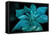 Turquoise Poinsettia For My Darling-Joy Lions-Framed Stretched Canvas