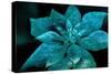 Turquoise Poinsettia For My Darling-Joy Lions-Stretched Canvas