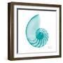 Turquoise Sea Shell-Albert Koetsier-Framed Art Print