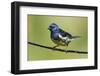 Turquoise tanager-Ken Archer-Framed Photographic Print