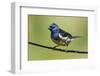 Turquoise tanager-Ken Archer-Framed Photographic Print