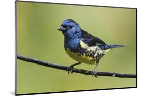Turquoise tanager-Ken Archer-Mounted Photographic Print