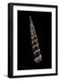 Turritella Goniostoma-Paul Starosta-Framed Photographic Print