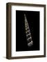 Turritella Goniostoma-Paul Starosta-Framed Photographic Print