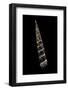 Turritella Goniostoma-Paul Starosta-Framed Photographic Print