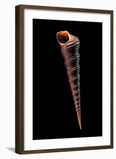 Turritella Terebra-Paul Starosta-Framed Photographic Print